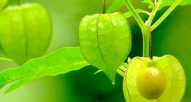 buah-Ciplukan-golden-berrry-768x512-1-620x330